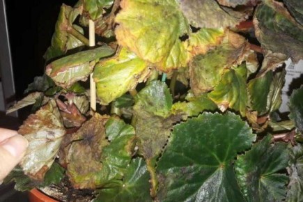 ��� ������������� ��������� �������: ������� ������� � ������ �� �����