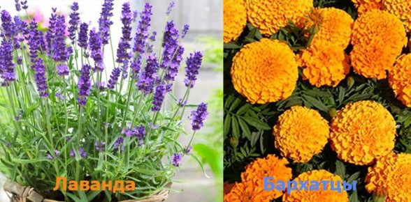 ��� ��������� ����� ����� ����������� ��� ��� � �����