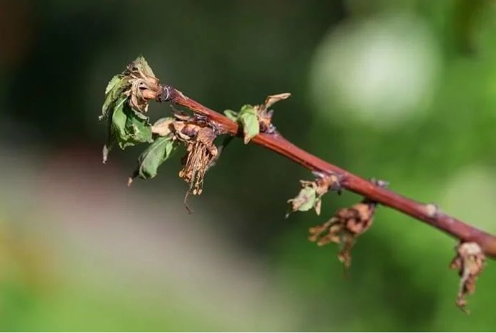 ��� �������� ���� ������� �� ������������ �����: ������ � ���������