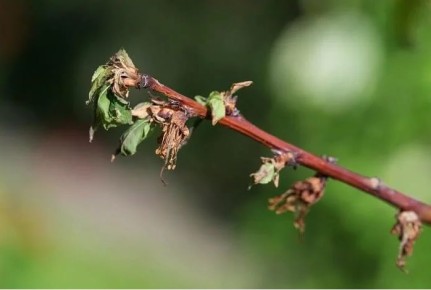 Как защитить свои деревья от монилиозного ожога: советы и стратегии