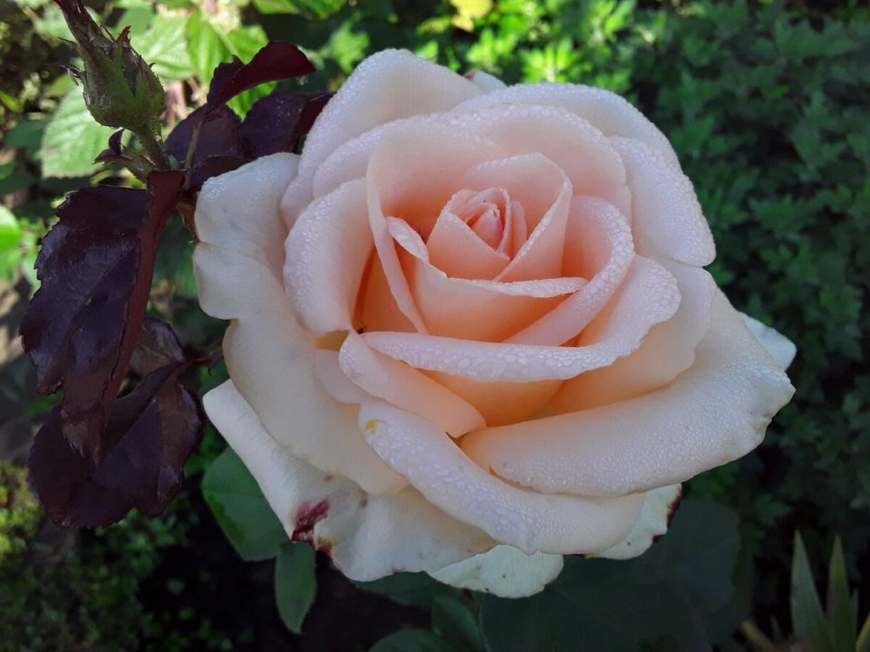 ������� ���: ��� ������� ����������� ��� �������