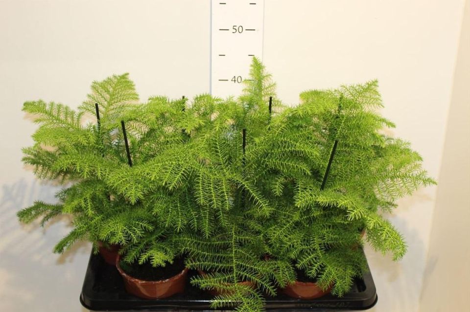 ���������: ������������ ������������ ������������ ���� �� ����� ���