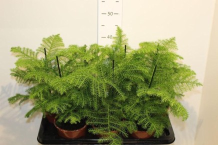 ���������: ������������ ������������ ������������ ���� �� ����� ���