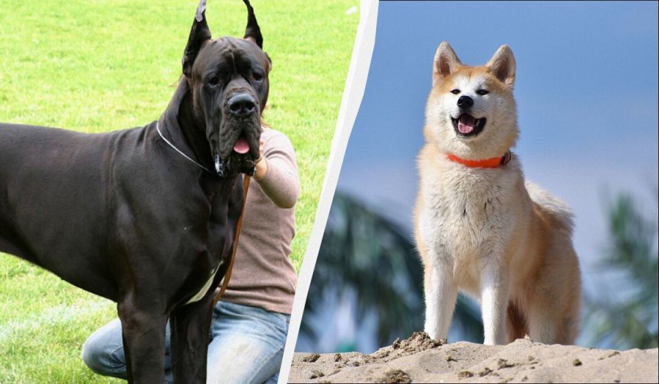 ������� �������������: ���-7 �����, ������� ������������ ���������� � ����