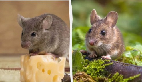 Как раз и навсегда избавиться от мышей с помощью простых средств