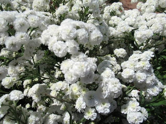 Сказочный июнь: как цветы наполняют сады жизнью