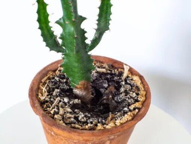 Как навсегда избавиться от плесени в цветочном горшке