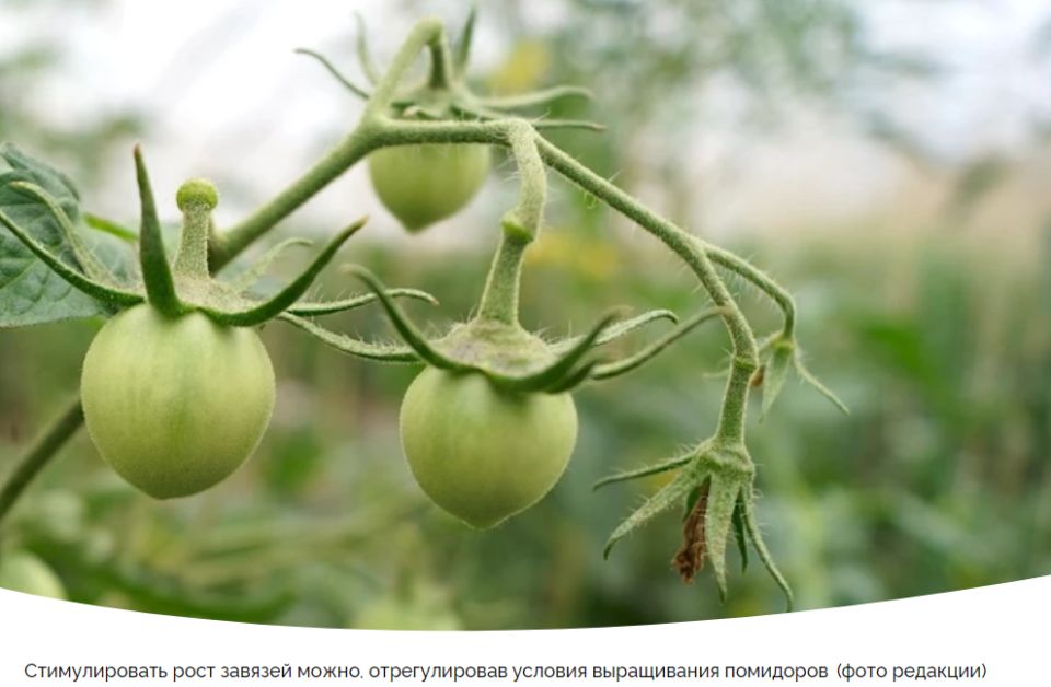 ������ ���� �������� �� ������������: �������� ������� � ������