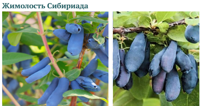 Урожай жимолости под угрозой: какие культуры могут повредить