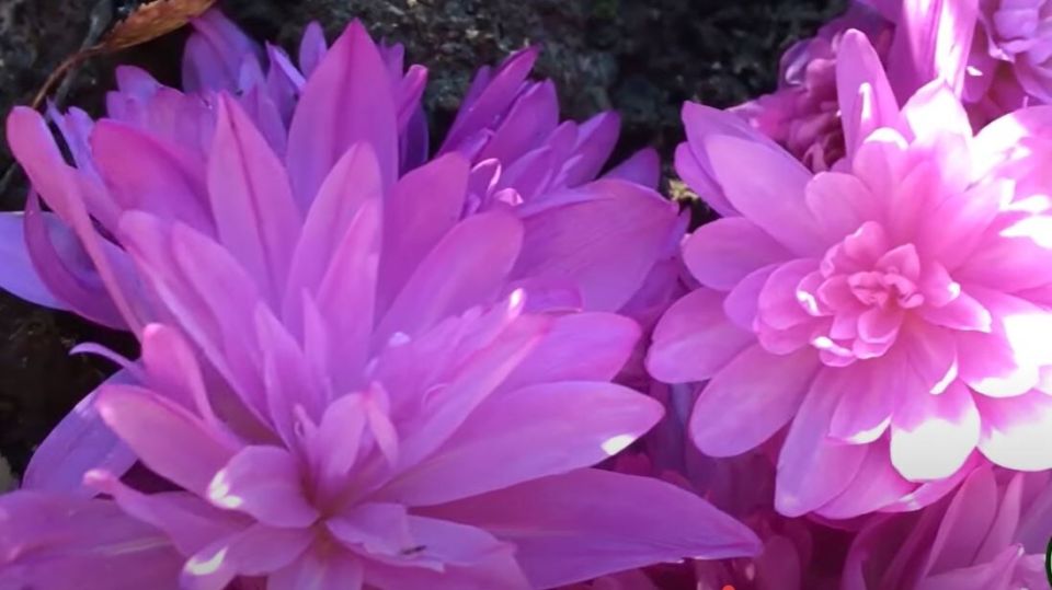 ��� ������������� �������� ����� ���������: ������� ������� � �����