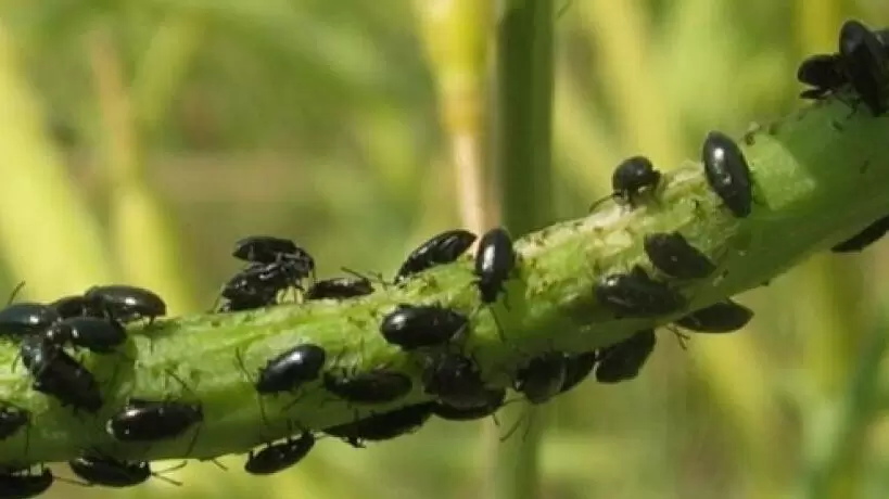 Крестоцветная блошка: Как победить вредителя любимых овощей