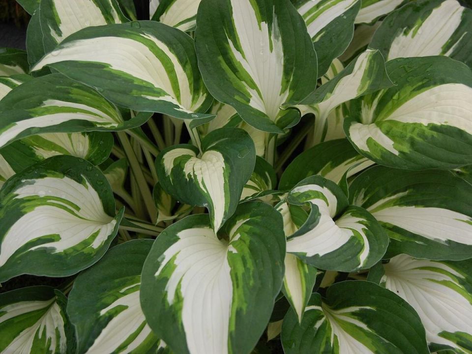 ������ �� ������: ��� ���������� �������� ���� ��������