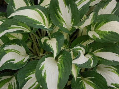 ������ �� ������: ��� ���������� �������� ���� ��������