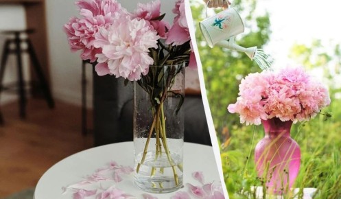 Как сохранить срезанные пионы свежими на протяжении двух недель