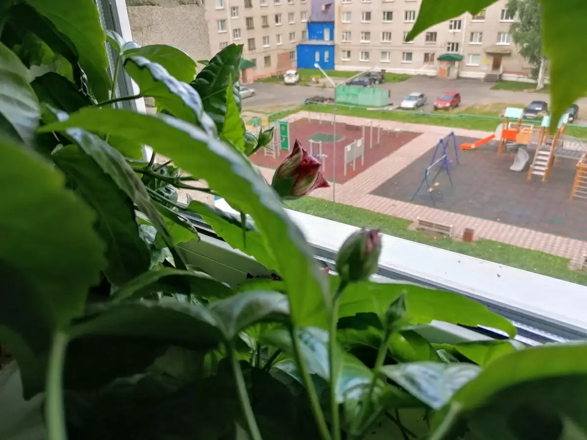 Цветущие чудеса: как радуют весной экзотические комнатные растения