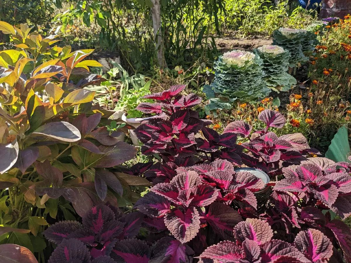 Колеусы: Как сохранить коллекцию и сделать зелёный уголок уникальным