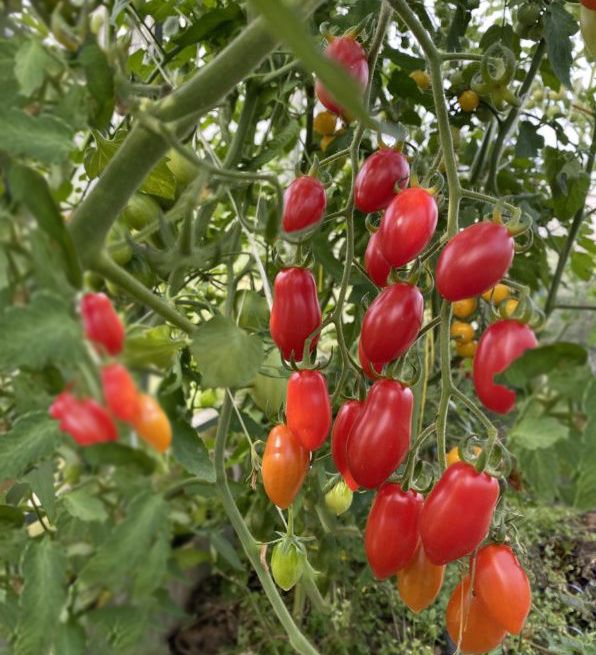 ��� ��������� ������� ����� ������ � �������: ������� ��������������