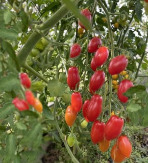 ��� ��������� ������� ����� ������ � �������: ������� ��������������