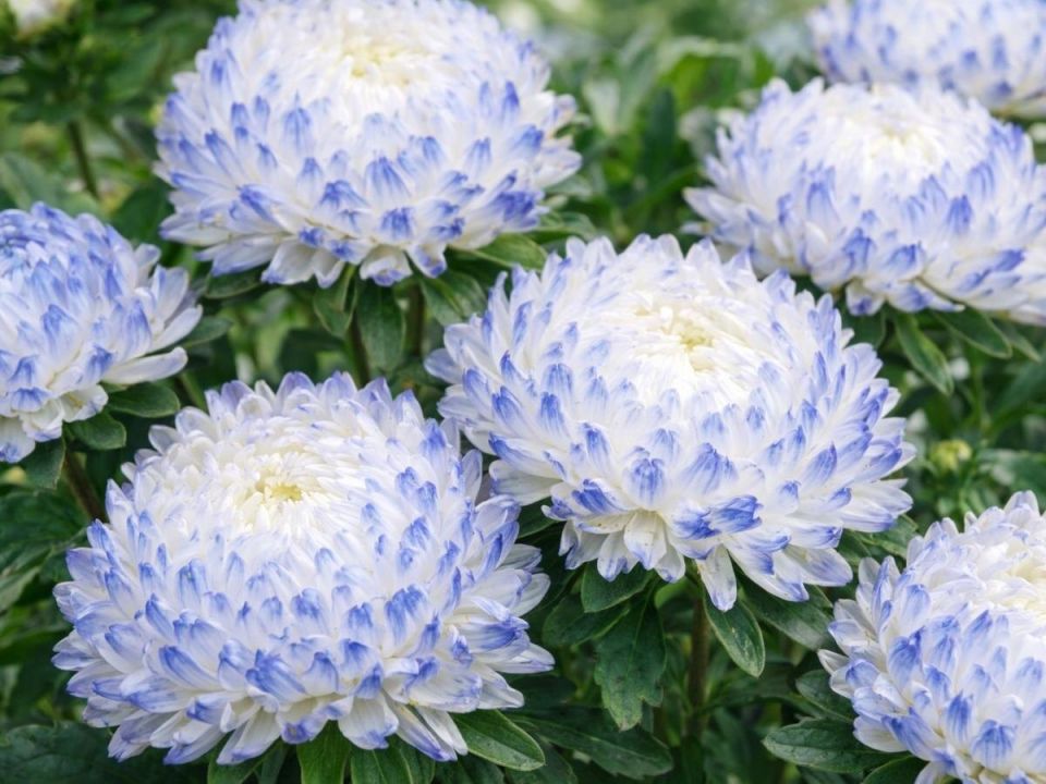 ������ ����: ����� ������ �������� ��������