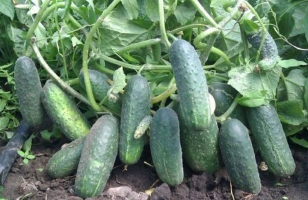 Как получить первый урожай огурцов уже в мае: секреты раннего посева