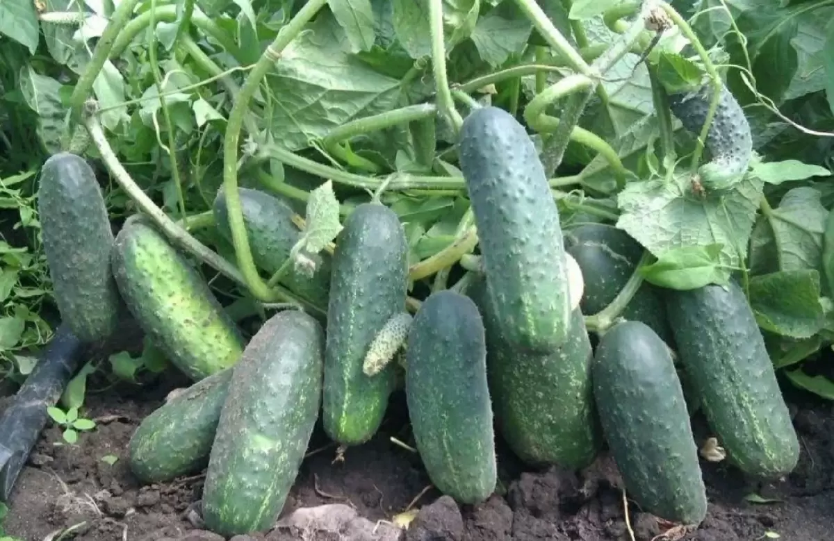 Как получить первый урожай огурцов уже в мае: секреты раннего посева