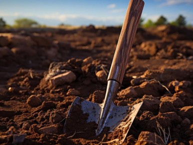 Как одно дерево способно преобразить участок и избавиться от лишней влаги