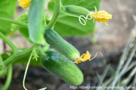 ����������� ��������� � ������������ � �������? �� �� ����!