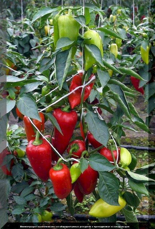 �������� � �������: ���� �� ��������