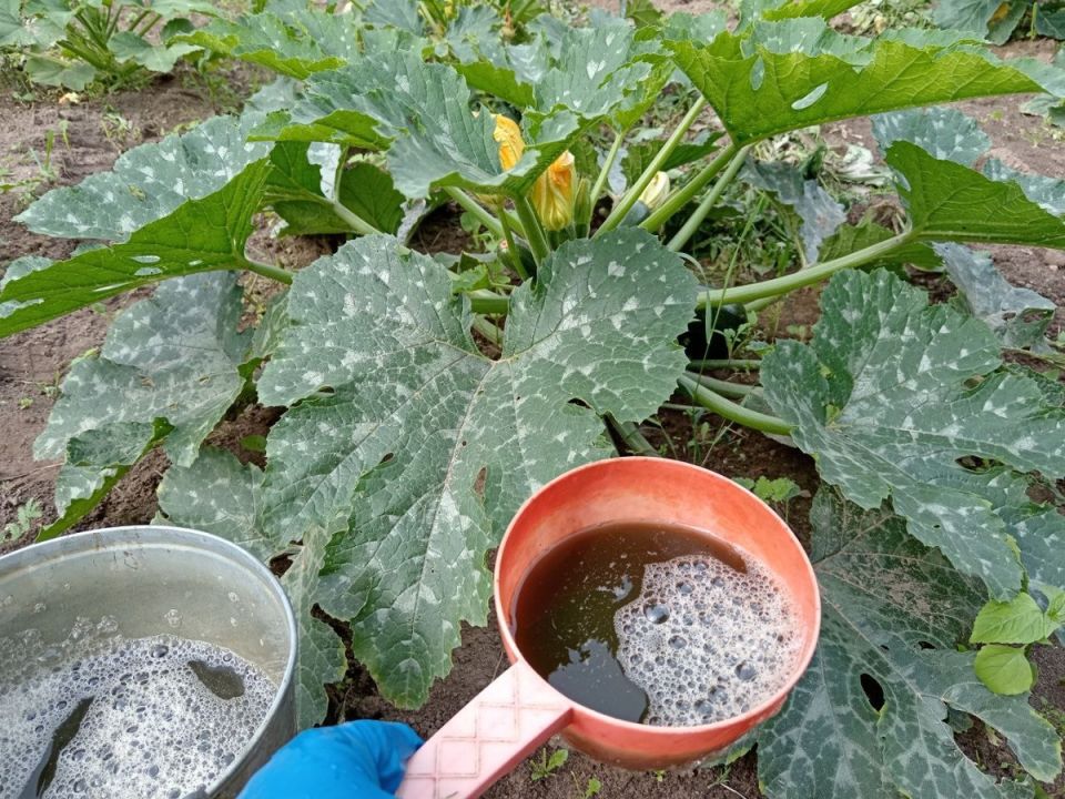 ���� �� ��������� � �������: ������ ��� ���������������� ������������