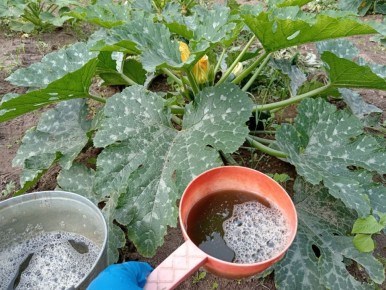 Уход за кабачками в августе: советы для продолжительного плодоношения