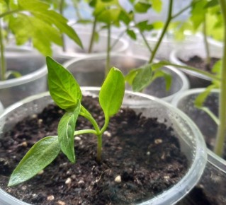 ��� ��������� ������ �����: ������� ������ ���������