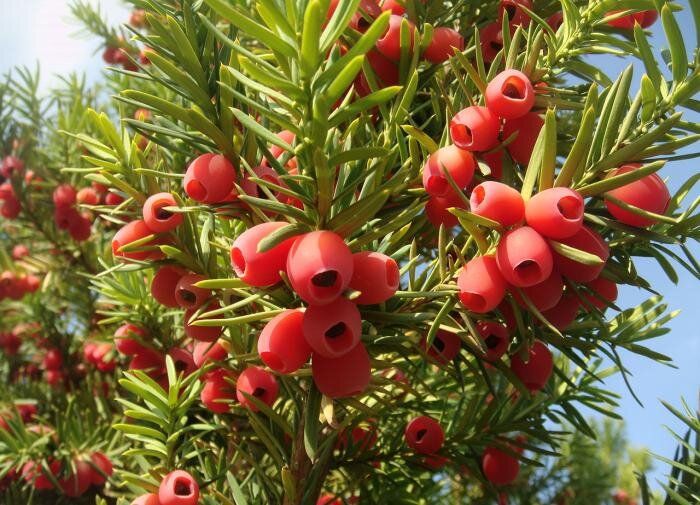 ��� �������: ������� � ������