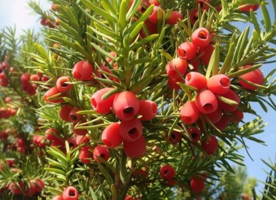 ��� �������: ������� � ������