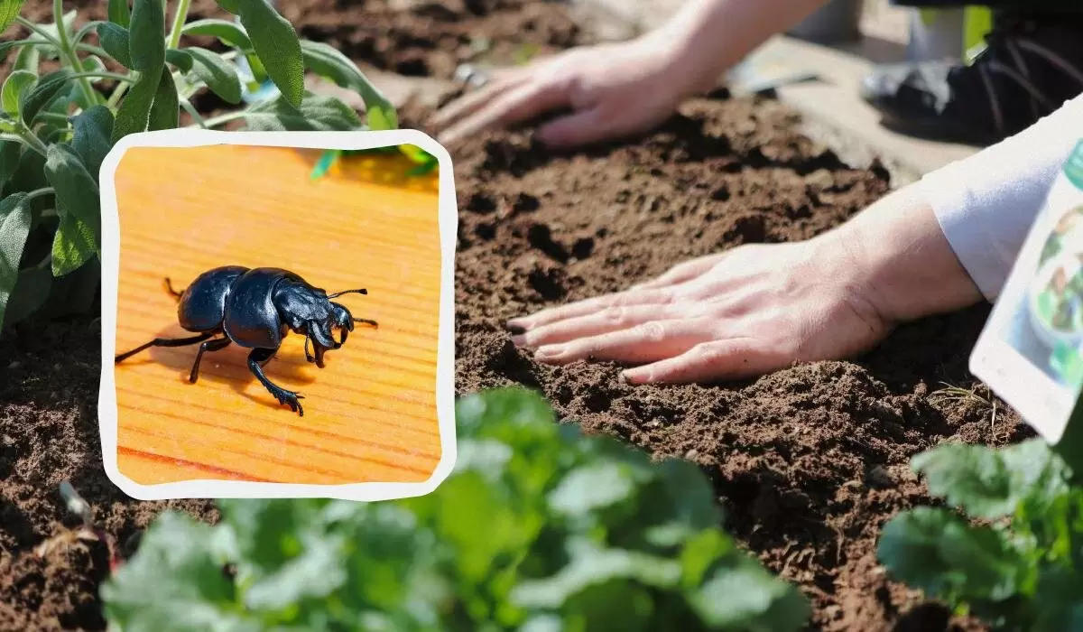 Как справиться с жуком-стригуной: простые решения для защиты вашего сада