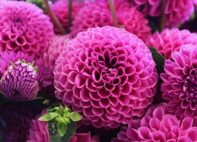 Как правильно сохранить георгины зимой: советы для успешного цветения весной