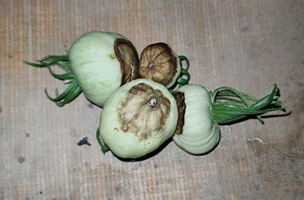 Вершинная гниль помидоров: как избежать и защитить урожай