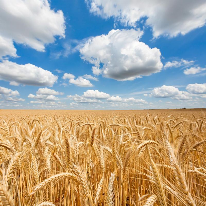 ������ ����� ������� ��� ������������� �������: ������������� ����� ����