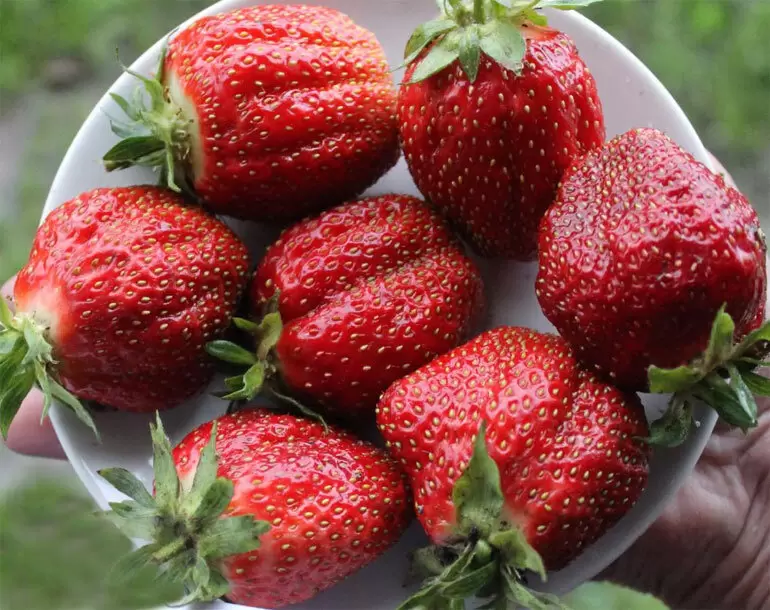 Современные сорта клубники для вашего сада