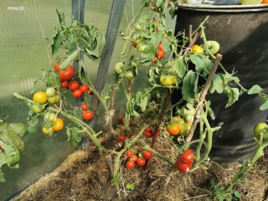 ��� ��������� ����������� ������, ����� �������� ������� ������