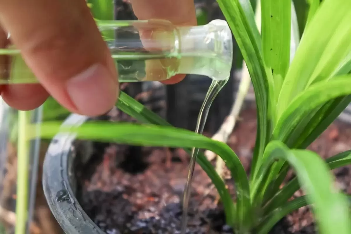 Янтарная кислота: секреты успешного садоводства