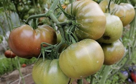 Секреты быстрого созревания помидоров: три простых подхода для огородников