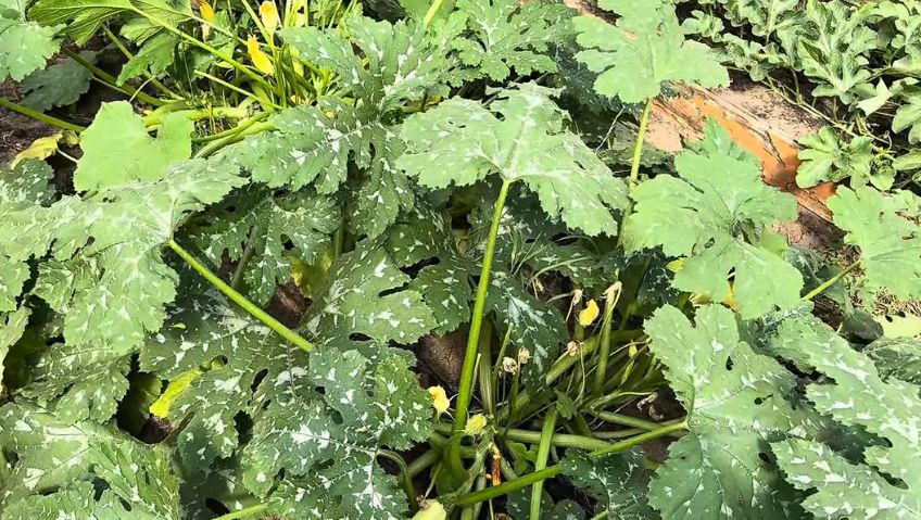 ��� ��������� ������ ������ �������� � ��� ����: ������� �������� ��������