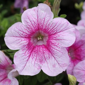 Сад без петуний: альтернативные цветы, которые стоит попробовать