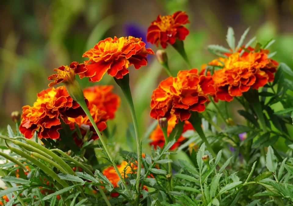 ���������� ���������: �����, ����������� ����