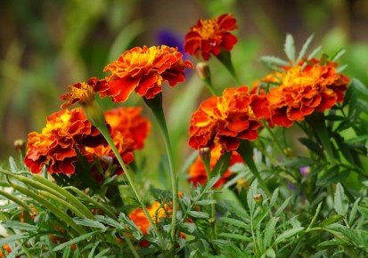 Волшебство бархатцев: цветы, соединяющие миры