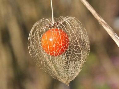 Физалис: домашний сад, шикарный урожай и яркие плоды