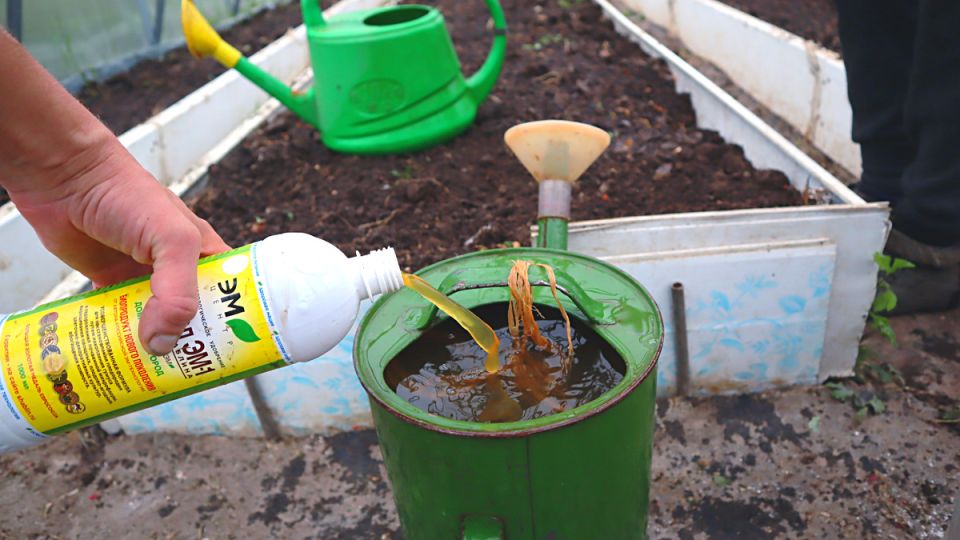 ��� ������������ �������� �������� �������� ������ � �������