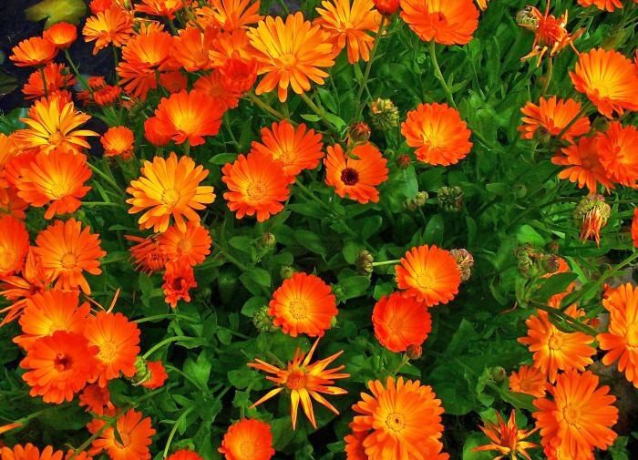 ����������� ��������� ������ � �������������: ��������� ������ �� ������ ���������