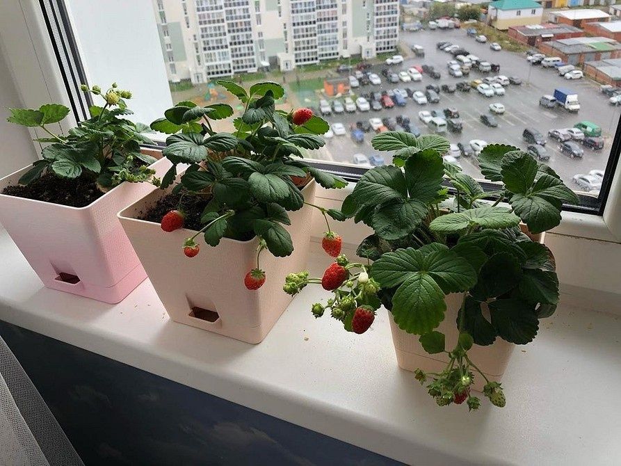 ������ ��������� �� �����������: ��� ��������� ������� ����� ���� � ��������