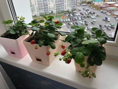 Зимняя земляника на подоконнике: как вырастить сладкие ягоды даже в квартире